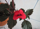 weinrot elfe