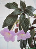 peach blossom