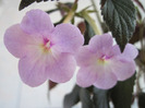 peach blossom