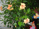 Picture 2283
