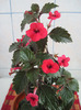 weinrot elfe