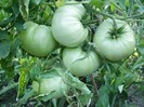 P7310356