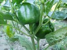 P7310369