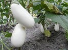 P7310389