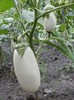 P7310392