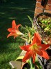 hippeastrum.1.august