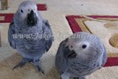 Jako African Grey