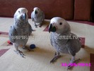 Jako African Grey