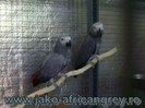 Pereche Jako African Grey TM1