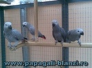 papagali Jako African Grey