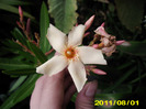 Picture 011