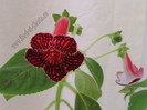 NEW - Kohleria Sofia - FENOMENALA