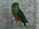 King Parrot - Regele papagal