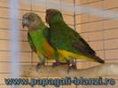 papagalul Senegal