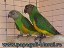 papagalul Senegal