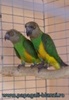 papagalul Senegal