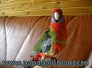 Crimson Rosella - Pennant