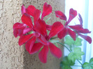 muscata