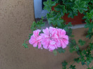 muscata