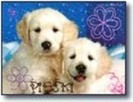 cutzu 2 --