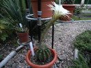 Echinopsis