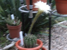 Echinopsis