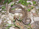 DSCF0086