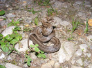 DSCF0088