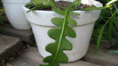 IMG_8249 - planta cu frunze curbe - cryptocereus