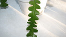 IMG_8256 - planta cu frunze curbe - cryptocereus
