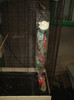 IMG_5091 - trandafir cumparat de Andreea si dat de George