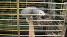 IMG_5700 - papagalul Cipone mananca cirese