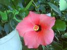 DSC06981