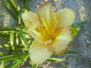 DSC06651