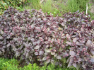 Busuioc grena ,iulie 2011