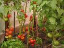 Foto gradina iulie 2011 212