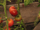Foto gradina iulie 2011 214