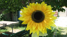 IMG_6617 - floarea soarelui gigant
