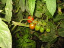 Au inceput sa se coaca rosiile Cherry