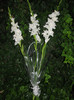 IMG_7065 - flori - gladiole