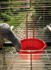 IMG_7159 - piscina papagal Cipone