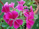 Geranium Summer Showers (`11, Aug.02)