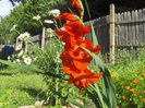 gladiola ,bulb 2010