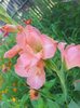 gladiola