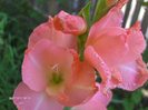 gladiola