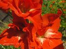 gladiola