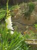 gladiola