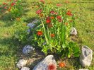 carciumarese.gladiole....