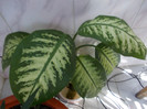 andruta