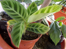 DSCN0043